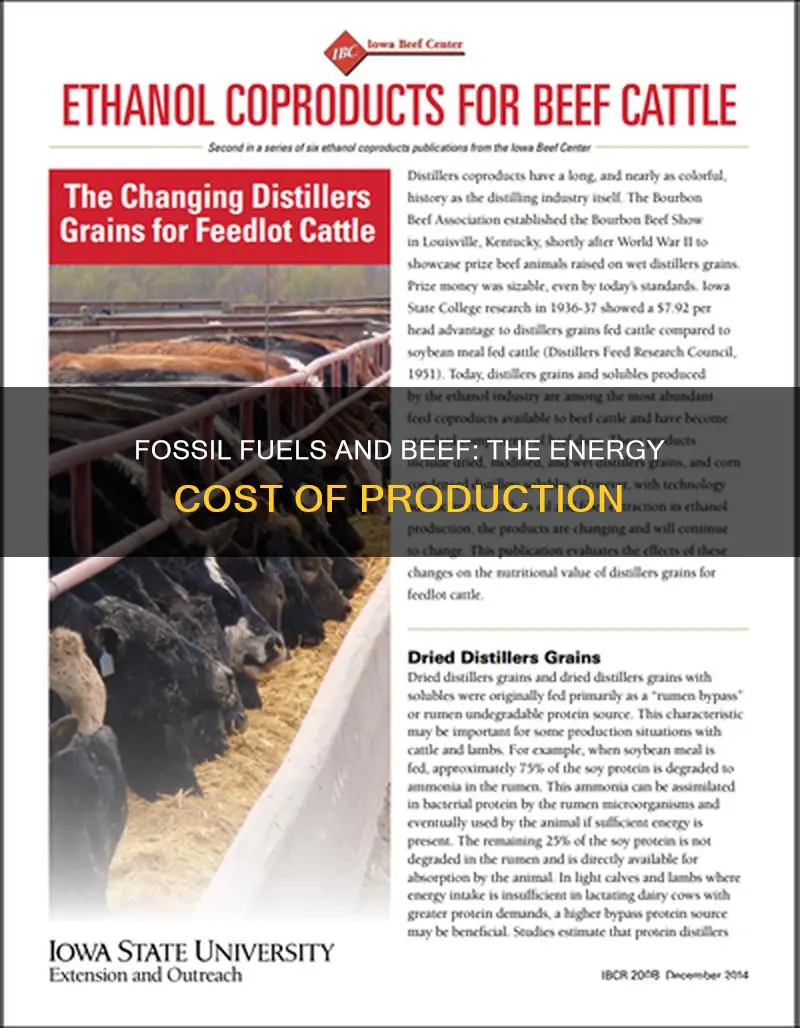 how much fossil fuels to produce 1 lbs beef