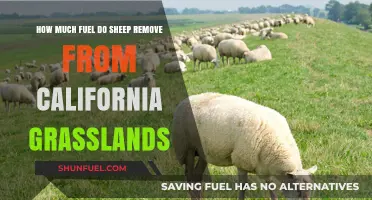 Sheep Grazing: Reducing California Grassland Fire Risk