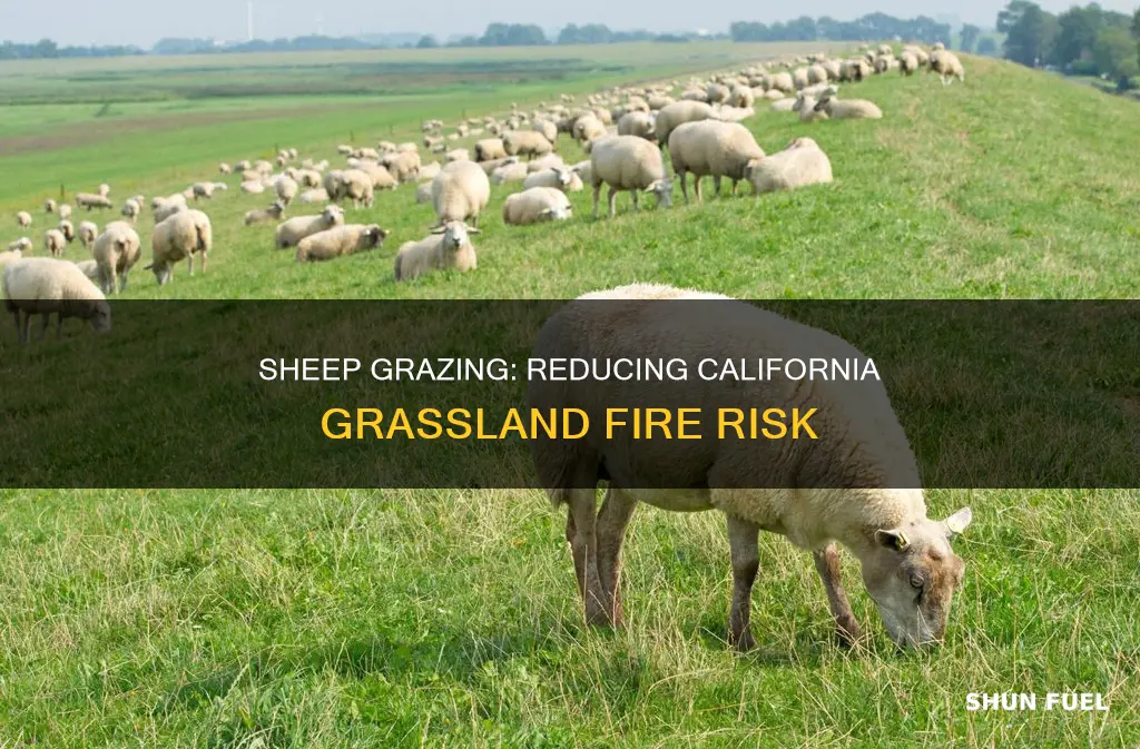 how much fuel do sheep remove from california grasslands