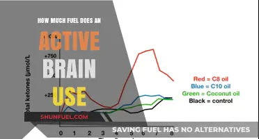 Brain Power: Fueling Our Active Minds