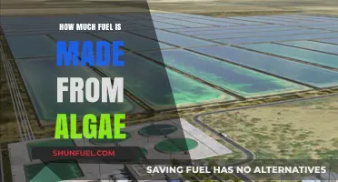 Algae's Potential: Sustainable Fuel Source