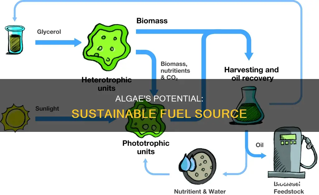 how much fuel is made from algae