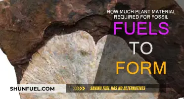 Plant Material's Role in Fossil Fuel Formation