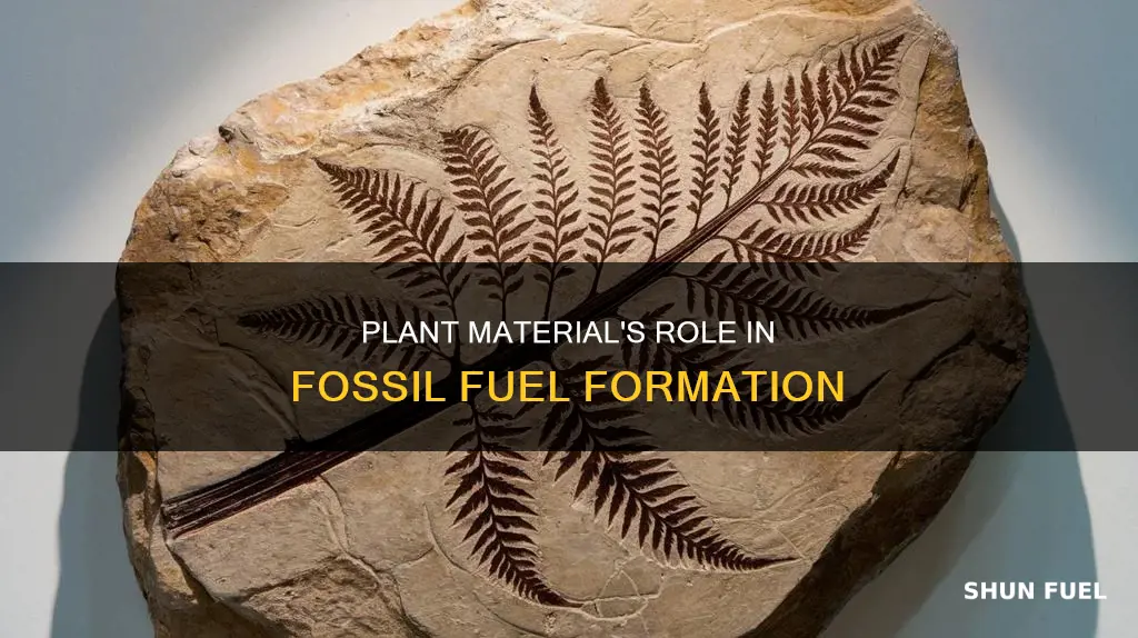 how much plant material required for fossil fuels to form
