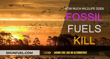 Wildlife Loss: The True Cost of Fossil Fuels
