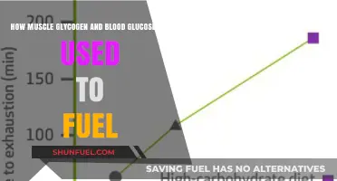 Fuel Your Workouts: Understanding Muscle Glycogen and Blood Glucose Utilization