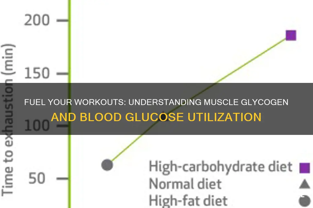 how muscle glycogen and blood glucose are used to fuel