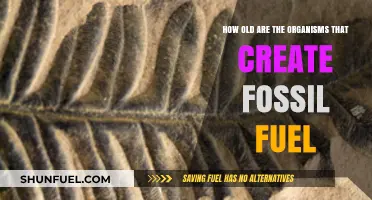 Ancient Origins: The Age of Organisms Behind Fossil Fuels