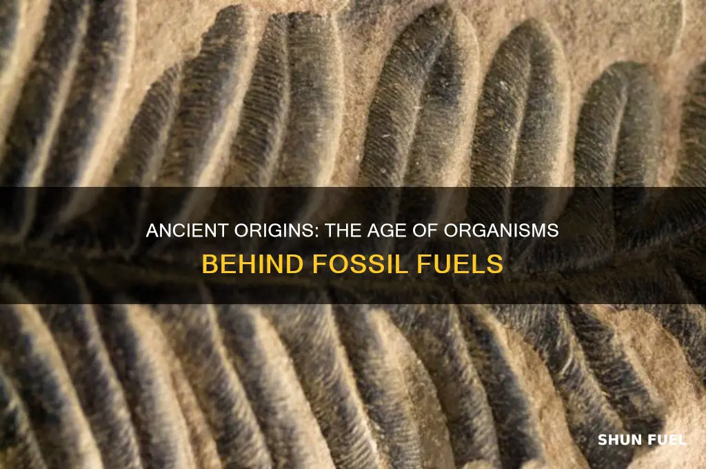 how old are the organisms that create fossil fuel