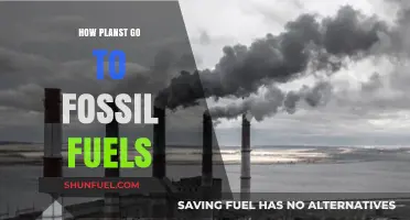 From Ancient Plants to Fossil Fuels: The Journey of Energy Transformation