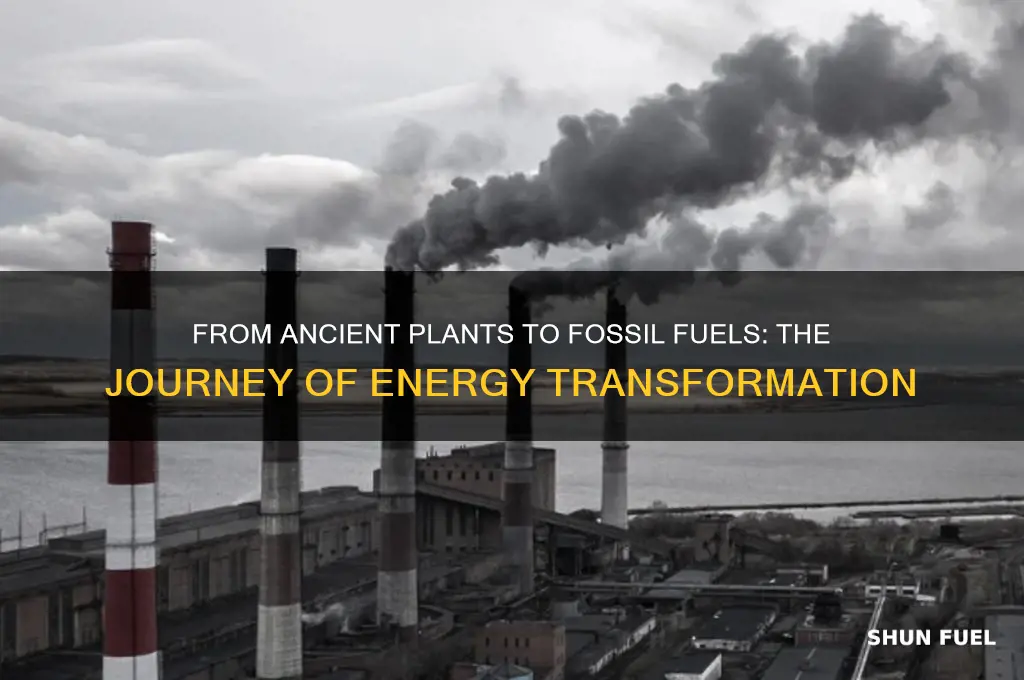 how planst go to fossil fuels
