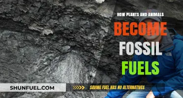 From Ancient Life to Energy: The Journey of Fossil Fuels