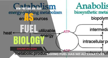 Unlocking Energy: How Proteins Fuel Biological Processes and Life