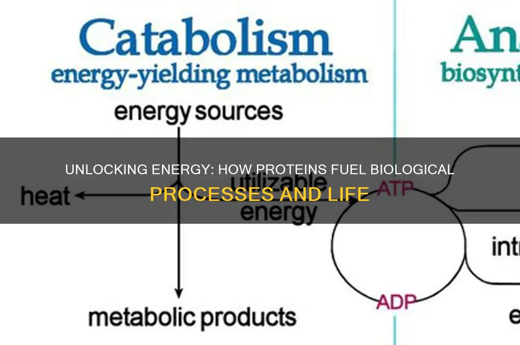 how proteins are used as fuel biology