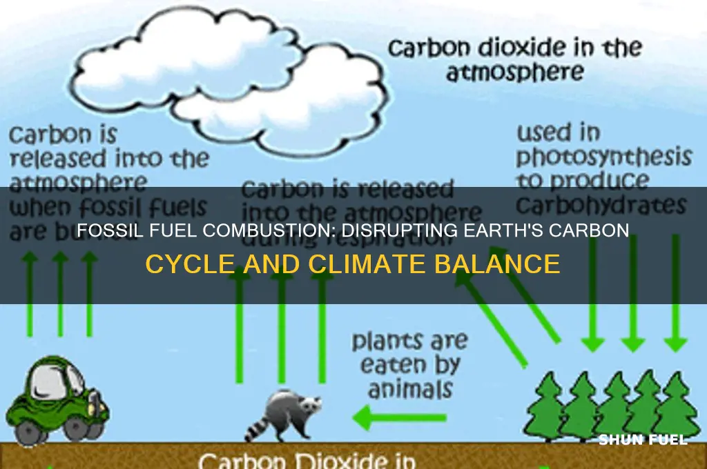 how the burning fossil fuels affects the carbon cycle