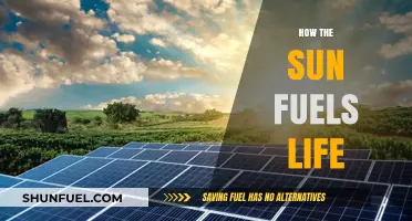 Sun's Energy: Powering Ecosystems and Sustaining Life on Earth