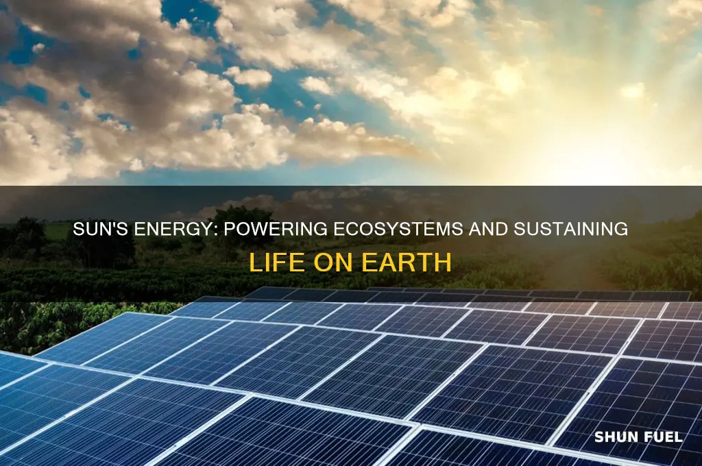 how the sun fuels life