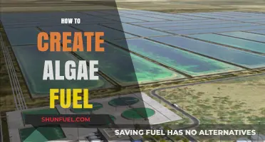 Unlocking Green Energy: A Step-by-Step Guide to Creating Algae Fuel
