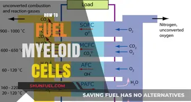 Boosting Myeloid Cell Function: Effective Strategies for Optimal Fueling
