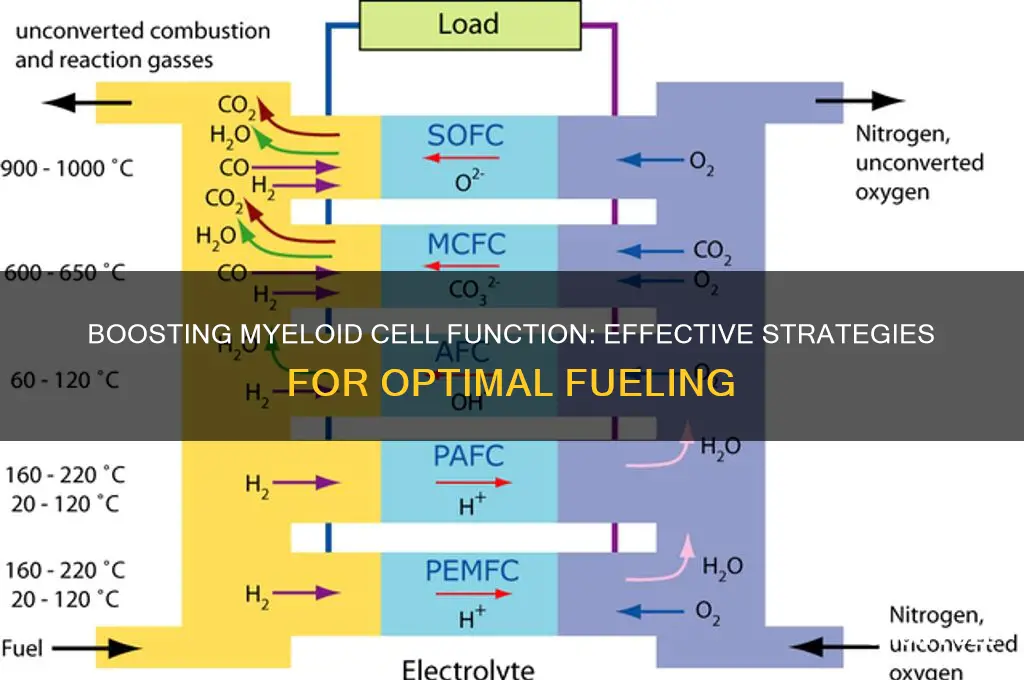 how to fuel myeloid cells
