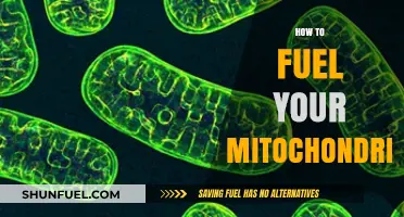 Boost Energy: Proven Strategies to Fuel Your Mitochondria Naturally