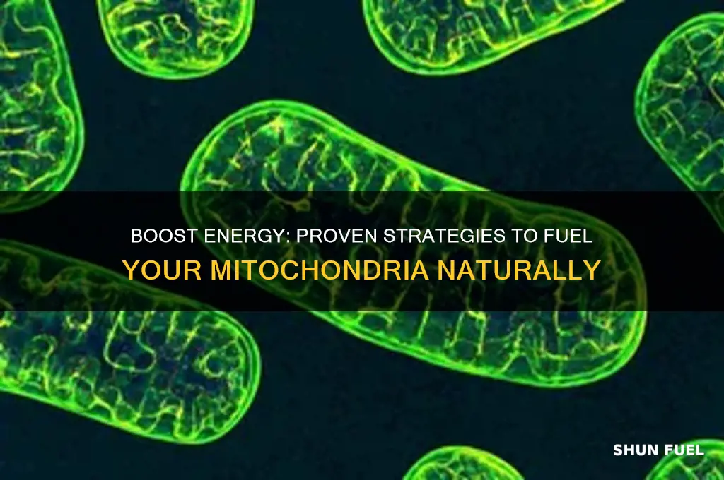 how to fuel your mitochondria