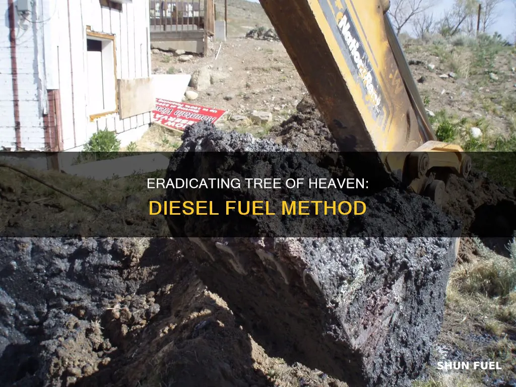how to kill tree of heaven diesel fuel