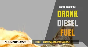 Signs Your Cat Has Ingested Diesel Fuel