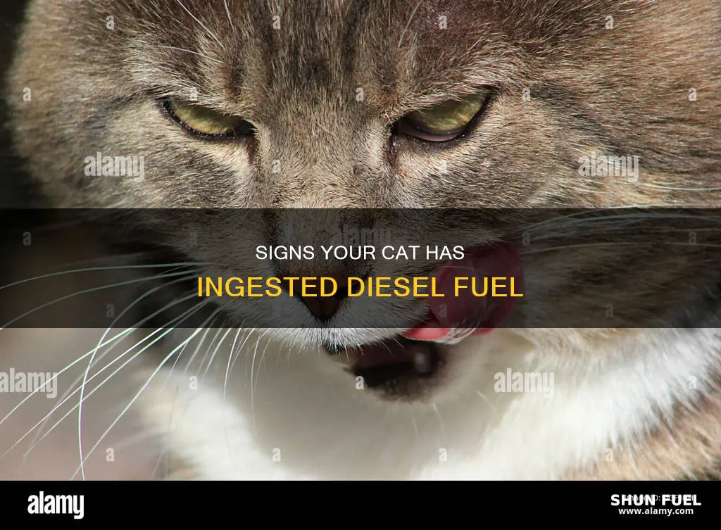 how to know if cat drank diesel fuel
