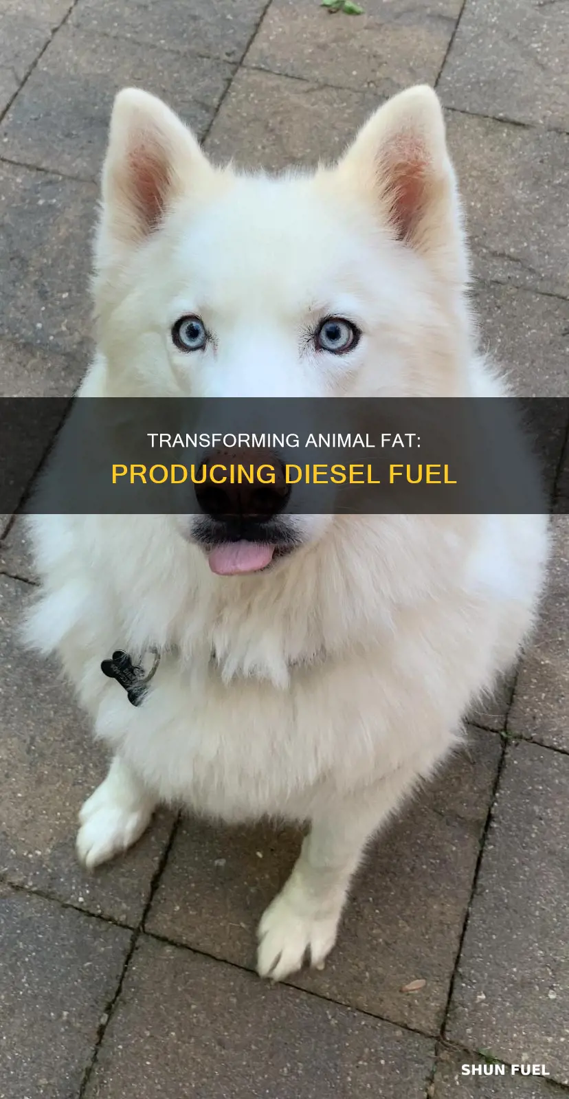 how to make diesel fuel from animal fat