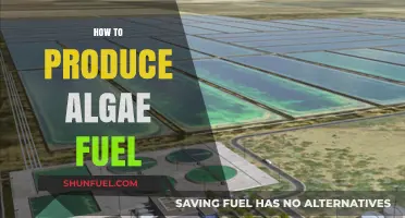 Sustainable Energy Solutions: Mastering Algae Fuel Production Techniques