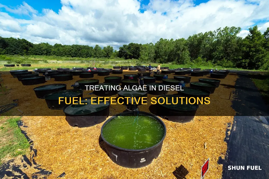 how to treat algae in diesel fuel