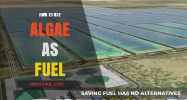 Harnessing Algae Power: A Sustainable Guide to Algae Biofuel Production