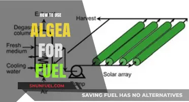 Harnessing Algae Power: Sustainable Biofuel Production for a Greener Future