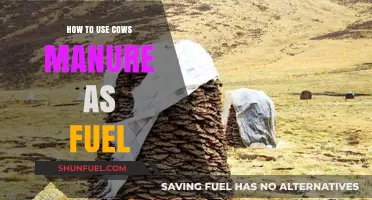 Harnessing Cow Manure: A Sustainable Fuel Alternative for Greener Energy