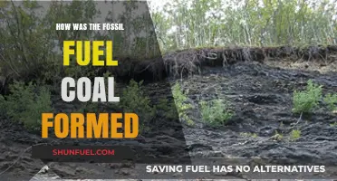 The Evolution of Fossil Fuel Coal