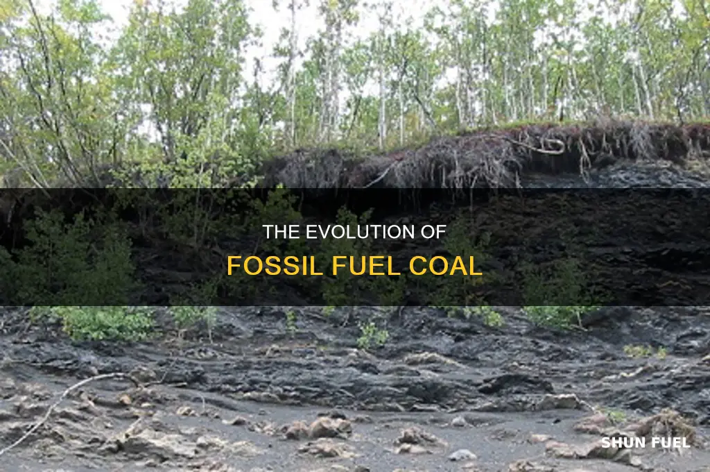 how was the fossil fuel coal formed