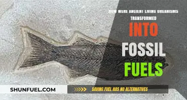 Ancient Organisms Transform: Fossil Fuels Origin Story