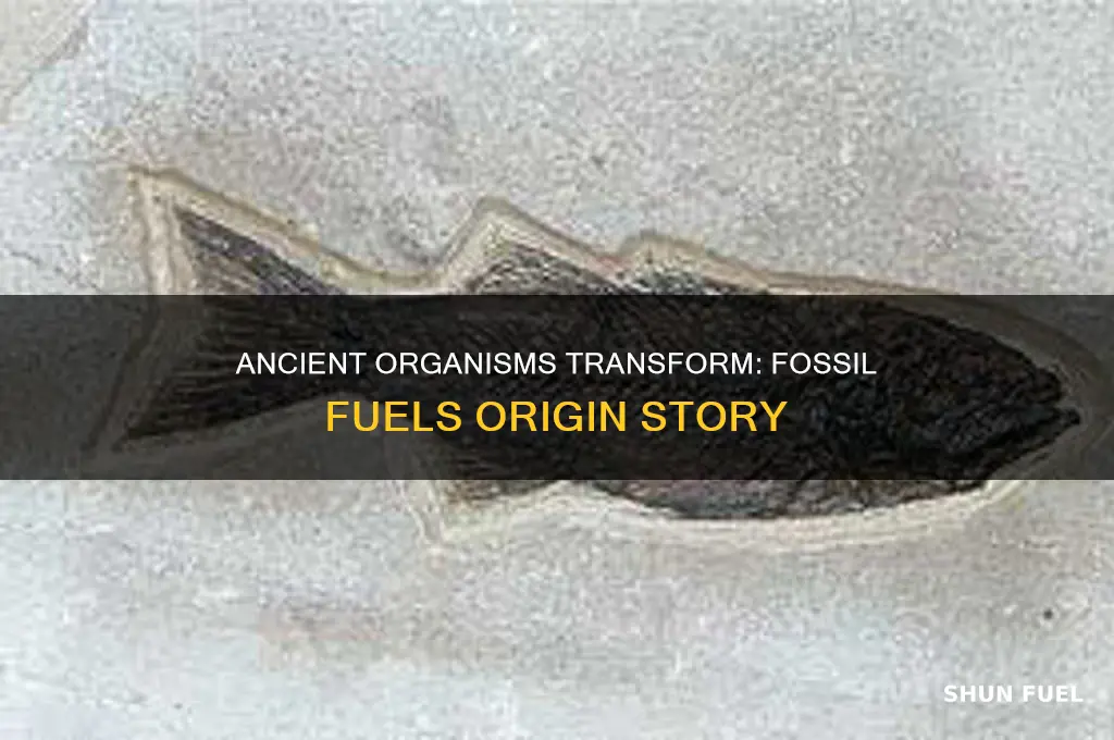 how were ancient living organisms transformed into fossil fuels