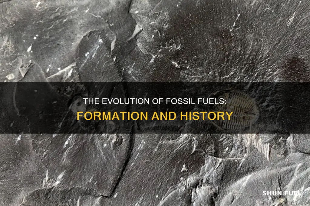 how were each of the fossil fuels formed