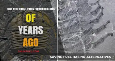 The Ancient Origins of Fossil Fuels
