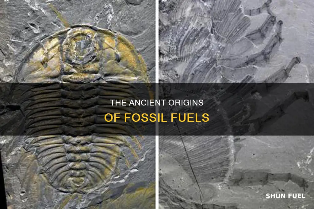 how were fossil fuels formed millions of years ago