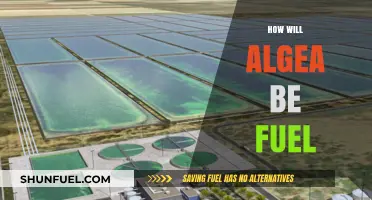 Algae as Future Fuel: Sustainable Energy Revolution Explained