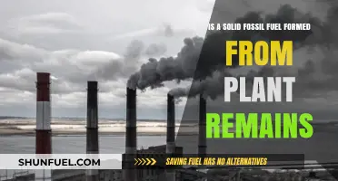 How Fossil Fuels Form: Ancient Plants to Energy