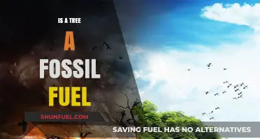 Fossil Fuels: Are Trees Part of This Energy Source?