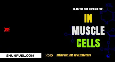 Acetyl CoA's Role in Muscle Cells: Fuel or Function?