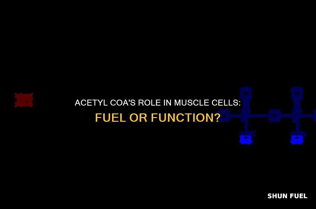 is acetyl coa used as fuel in muscle cells