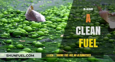 Algae as Clean Fuel: Sustainable Energy Solution or Green Myth?