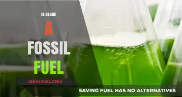 Algae: The Future of Fossil Fuels?