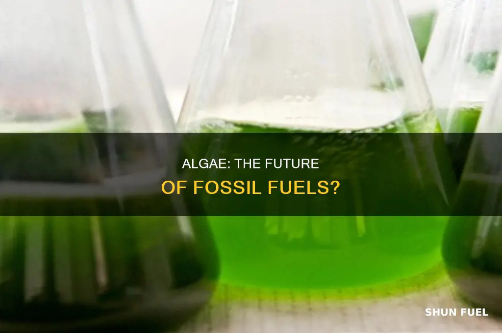 is algae a fossil fuel